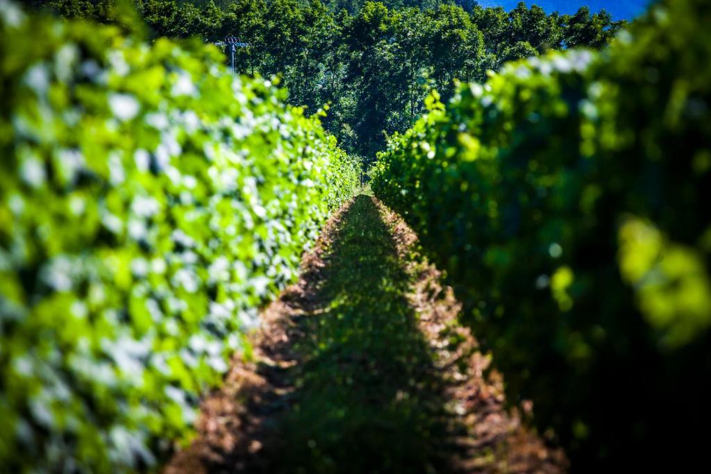 Agriturismo Casteldelpiano Licciana Nardi Bagian luar foto